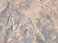 /album/galerie-photos/sefra-4-b-jpg/